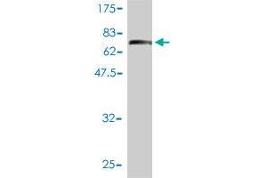 Western Blot detection against Immunogen (74. (IFRD2 抗体  (AA 1-442))