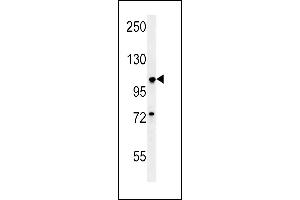 BUB1A Antibody (N-term) (ABIN651630 and ABIN2840336) western blot analysis in A549 cell line lysates (35 μg/lane). (BUB1 抗体  (N-Term))