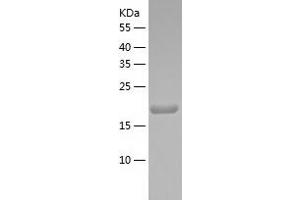 MESDC2 Protein (AA 30-224) (His tag)