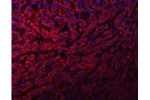 IF analysis of NDUFS8 using anti-NDUFS8 antibody (ABIN7599086).