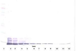 Image no. 3 for anti-Chemokine (C-C Motif) Ligand 7 (CCL7) antibody (ABIN465455) (CCL7 抗体)