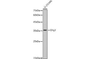 Western blot analysis of extracts of U-251MG cells, using Olig3 antibody (ABIN7269092) at 1:1000 dilution. (OLIG3 抗体)