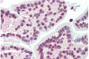 Human Small Intestine (formalin-fixed, paraffin-embedded) stained with XBP1 antibody ABIN396972 at 10 ug/ml followed by biotinylated anti-mouse IgG secondary antibody ABIN481714, alkaline phosphatase-streptavidin and chromogen. (XBP1 抗体  (AA 2-160))