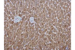 IHC-P Image ALDH1A1 antibody [C3], C-term detects ALDH1A1 protein at cytosol on mouse liver by immunohistochemical analysis. (ALDH1A1 抗体  (C-Term))