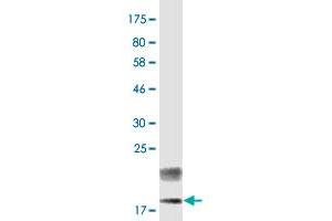 anti-Tumor Necrosis Factor (Ligand) Superfamily, Member 18 (TNFSF18) (AA 50-177) antibody