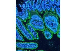 IF analysis of Villi using anti-Villi antibody (ABIN3042343) Villi was detected in paraffin-embedded section of mouse intestine tissues.