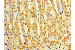 Immunohistochemistry of paraffin-embedded human adrenal gland tissue using ABIN7149484 at dilution of 1:100 (DAND5 抗体  (AA 23-189))