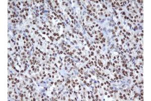 Image no. 3 for anti-Apurinic/Apyrimidinic Endonuclease 1 (APEX1) (AA 1-242) antibody (ABIN1490625) (APEX1 抗体  (AA 1-242))