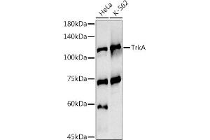 Western Blotting (WB) image for anti-Neurotrophic Tyrosine Kinase, Receptor, Type 1 (NTRK1) (AA 1-280) antibody (ABIN3022909)