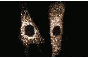 Immunofluorescent staining of Hs68 cells. (SEC31A 抗体  (AA 522-719))