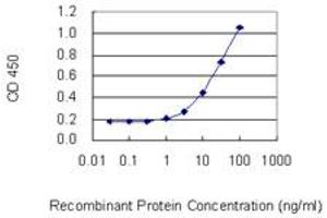 Detection limit for recombinant GST tagged POLRMT is 0. (POLRMT 抗体  (AA 1-100))