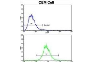 Flow cytometric analysis of CEM cells using CD36 Antibody (Center)(bottom histogram) compared to a negative control cell (top histogram). (CD36 抗体  (AA 213-242))