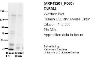 Image no. 2 for anti-Zinc Finger Protein 294 (ZNF294) (N-Term) antibody (ABIN2774736) (RNF160 抗体  (N-Term))