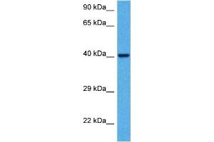Host:  Mouse  Target Name:  KCNK3  Sample Tissue:  Mouse Kidney  Antibody Dilution:  1ug/ml (KCNK3 抗体  (C-Term))