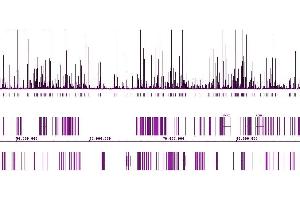 Androgen Receptor antibody (pAb) tested by ChIP-Seq. (Androgen Receptor 抗体  (N-Term))