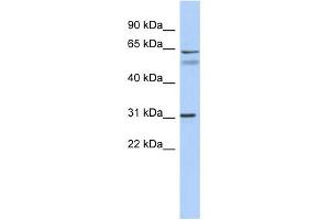 WB Suggested Anti-SIGLEC10 Antibody Titration:  0. (SIGLEC10 抗体  (Middle Region))