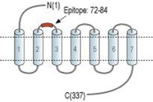 anti-G Protein-Coupled Receptor 65 (GPR65) (1st Extracellular Loop), (AA 72-84) antibody (FITC)