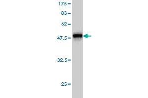 Western Blotting (WB) image for anti-Ras Homolog Gene Family, Member A (RHOA) (AA 1-193) antibody (ABIN559932)