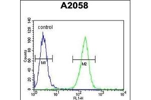 MOBKL1B Antibody (C-term) (ABIN391568 and ABIN2841505) flow cytometric analysis of  cells (right histogram) compared to a negative control cell (left histogram). (MOB1A 抗体  (C-Term))