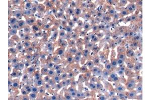 Detection of a1AGP in Mouse Liver Tissue using Polyclonal Antibody to Alpha-1-Acid Glycoprotein (a1AGP) (ORM1 抗体  (AA 19-207))