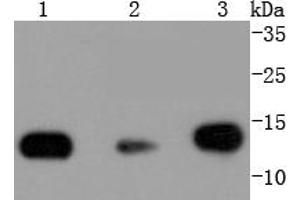 Lane 1: Hela, Lane 2: NIH/3T3, Lane 3: PC12 lysates probed with Histone H2B (3A6) Monoclonal Antibody  at 1:1000 overnight at 4˚C. (Histone H2B 抗体)