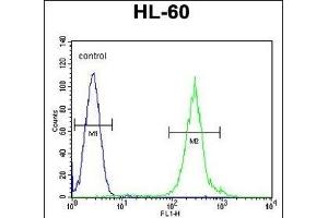 FANCC Antibody (C-term) (ABIN653475 and ABIN2842896) flow cytometric analysis of HL-60 cells (right histogram) compared to a negative control cell (left histogram).
