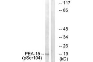 Western blot analysis of extracts from COS7 cells treated with TNF 20ng/ml 5', using PEA-15 (Phospho-Ser104) Antibody. (PEA15 抗体  (pSer104))