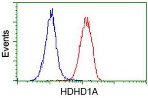 Flow cytometric Analysis of Hela cells, using anti-HDHD1A antibody (ABIN2454395), (Red), compared to a nonspecific negative control antibody, (Blue). (HDHD1 抗体)