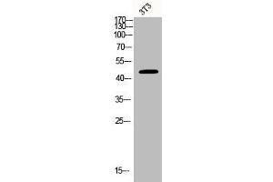 Western Blot analysis of 3T3 cells using BCKDK Polyclonal Antibody (BCKDK 抗体  (N-Term))