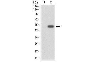 Western Blotting (WB) image for anti-Cytochrome P450, Family 3, Subfamily A, Polypeptide 4 (CYP3A4) (AA 243-430) antibody (ABIN1497736) (CYP3A4 抗体  (AA 243-430))