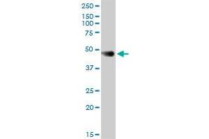 Western Blotting (WB) image for anti-Coagulation Factor III (thromboplastin, Tissue Factor) (F3) (AA 1-295) antibody (ABIN515444)