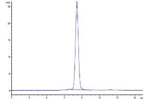 Size-exclusion chromatography-High Pressure Liquid Chromatography (SEC-HPLC) image for Melanoma Cell Adhesion Molecule (MCAM) (AA 24-559) protein (His tag) (ABIN7275297)