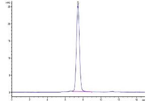 The purity of Human MUC18/CD146 is greater than 95 % as determined by SEC-HPLC. (MCAM Protein (AA 24-559) (His tag))