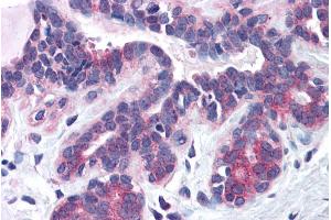 ABIN184967 (3. (SNX16 抗体  (N-Term))