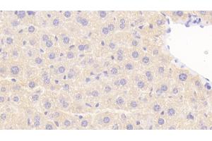 Detection of NOS1AP in Mouse Liver Tissue using Polyclonal Antibody to Nitric Oxide Synthase 1 Adaptor Protein (NOS1AP) (NOS1AP 抗体  (AA 19-251))
