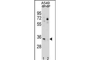 Western blot analysis in A549 cell line lysates (35ug/lane). (ATP1B2 抗体  (C-Term))