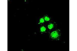 Anti-SLC2A5 mouse monoclonal antibody (ABIN2452341) immunofluorescent staining of COS7 cells transiently transfected by pCMV6-ENTRY SLC2A5 (RC200418). (SLC2A5 抗体)