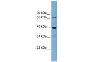 Image no. 1 for anti-H2A Histone Family, Member Y2 (H2AFY2) (AA 143-192) antibody (ABIN6744157) (H2AFY2 抗体  (AA 143-192))