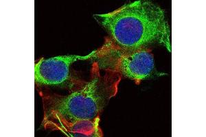 Immunofluorescence analysis of U251 cells using FYN mouse mAb (green). (FYN 抗体)