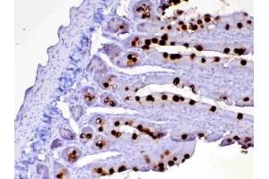 Immunohistochemistry (IHC) image for anti-Tumor Necrosis Factor (Ligand) Superfamily, Member 4 (TNFSF4) (AA 49-198) antibody (ABIN5693081)