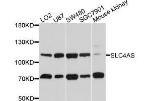 Western blot analysis of extracts of various cell lines, using SLC4A5 antibody (ABIN4905205) at 1:1000 dilution. (NBC4 抗体)