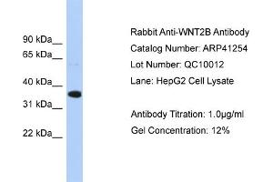WB Suggested Antibody  Titration: 1. (WNT2B 抗体  (Middle Region))
