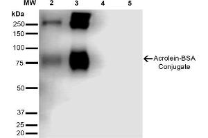 Western Blot analysis of Acrolein-BSA Conjugate showing detection of 67 kDa Acrolein-BSA using Mouse Anti-Acrolein Monoclonal Antibody, Clone 10A10 . (Acrolein 抗体  (FITC))