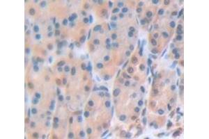 IHC-P analysis of Mouse Tissue, with DAB staining. (Gastrokine 3 抗体  (AA 38-177))
