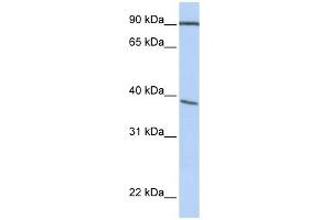POPDC3 antibody used at 1 ug/ml to detect target protein. (POPDC3 抗体  (C-Term))