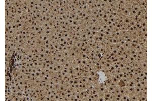 ABIN6267146 at 1/100 staining Rat liver tissue by IHC-P.
