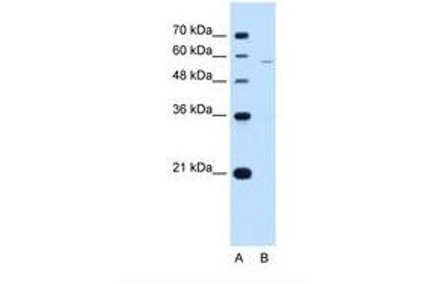 PIGV antibody  (AA 51-100)