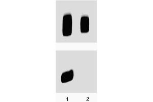 Westen Blot: Rat Cerebrum lysate was either left untreated (lane 1) or treated (lane 2) with 150U/ml of lambda phosphatase for 1 hour at 37°C. (PRKAR2B 抗体  (pSer114))