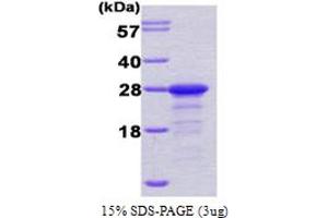 SDS-PAGE (SDS) image for Protein Phosphatase Inhibitor 1 (PPP1R1A) (AA 1-171) protein (His tag) (ABIN667056) (PPP1R1A Protein (AA 1-171) (His tag))