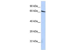 Western Blotting (WB) image for anti-Olfactomedin-Like 2A (OLFML2A) antibody (ABIN2459671) (OLFML2A 抗体)